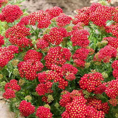 Marshalls Garden Yarrow 'Colour Burst Red' - Achillea millefolium ...