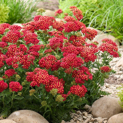 Marshalls Garden Yarrow 'Colour Burst Red' - Achillea millefolium ...