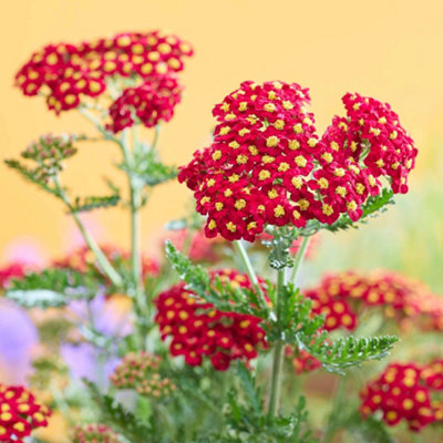 Marshalls Garden Yarrow 'Colour Burst Red' - Achillea millefolium ...