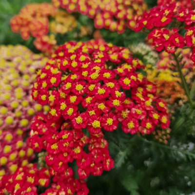 Marshalls Garden Yarrow 'Colour Burst Red' - Achillea millefolium ...