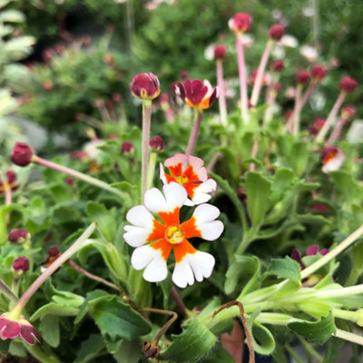 Marshalls Garden Zaluzianskya 'Orange Eye' Night Phlox - Scented