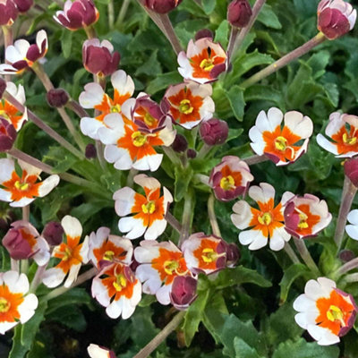 Marshalls Garden Zaluzianskya 'Orange Eye' Night Phlox - Scented