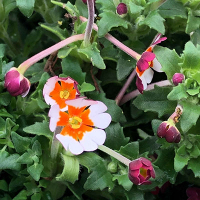 Marshalls Garden Zaluzianskya 'Orange Eye' Night Phlox - Scented