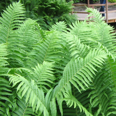 Matteuccia Ostrich Garden Plant - Fern with Distinctive Foliage ...