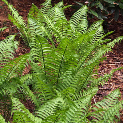 Matteuccia Ostrich Garden Plant - Fern with Distinctive Foliage, Compact Size (30-40cm Height Including Pot)