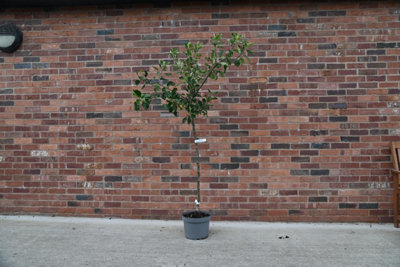 Mature Fruit Tree - Cox's Orange Pippin Apple Tree - Bare Root Tree ...