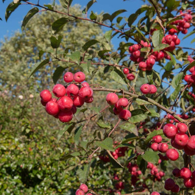 Mature Fruit Tree - Crab Apple 'Red Sentinel' - Bare Root Tree