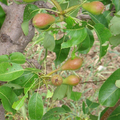 Mature Fruit Tree - Doyenne du Comice Pear Tree - Bare Root Tree