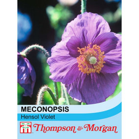 Meconopsis baileyi Hensol Violet 1 Packet (30 Seeds)