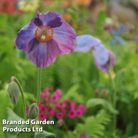 Meconopsis baileyi Hensol Violet 50mm Plug Plant x 1
