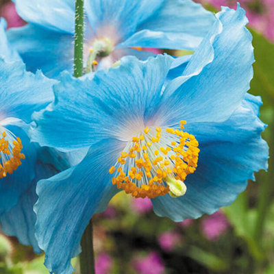 Meconopsis Hardy Himalayan Blue Poppy 3 x Plug plants - perfect blue flowers for Summer gardens