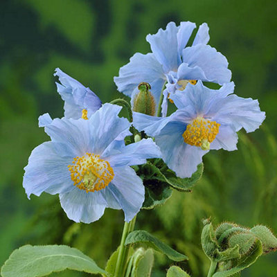 Meconopsis Hardy Himalayan Blue Poppy 3 x Plug plants - perfect blue flowers for Summer gardens