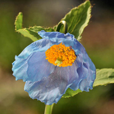 Meconopsis Hardy Himalayan Blue Poppy 3 x Plug plants - perfect blue flowers for Summer gardens - 3