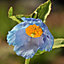 Meconopsis Hardy Himalayan Blue Poppy 3 x Plug plants - perfect blue flowers for Summer gardens