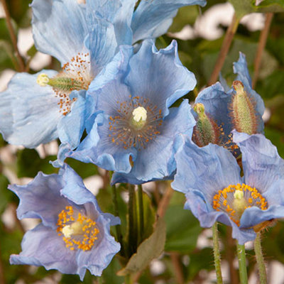 Meconopsis Hardy Himalayan Blue Poppy 3 x Plug plants - perfect blue flowers for Summer gardens - 4