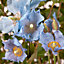 Meconopsis Hardy Himalayan Blue Poppy 3 x Plug plants - perfect blue flowers for Summer gardens
