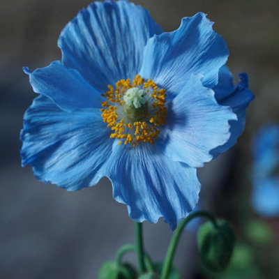 Meconopsis 'Lingholm' Blue Poppy - Rare Himalayan Beauty 100 Premium Seeds of True Blue Flowers