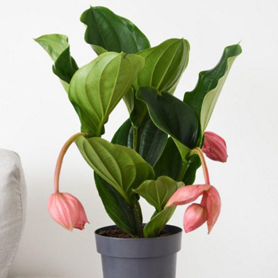 Medinilla magnifica Flamenco 17cm Pot - Neon Pink Showpiece Houseplant