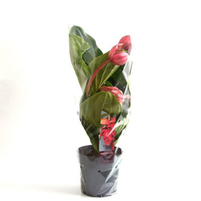 Medinilla magnifica Flamenco 17cm Pot - Neon Pink Showpiece Houseplant