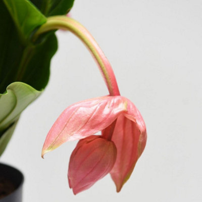 Medinilla magnifica Flamenco 17cm Pot - Neon Pink Showpiece Houseplant
