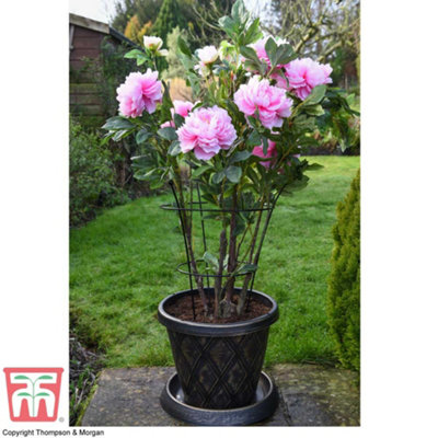 Medium Peony Frame Outdoor Heavy Duty Herbaceous Garden Plant Support Ring for Perennial Flowers Border Cage 63cm x 34cm (x1)