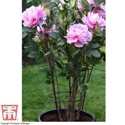 Medium Peony Frame Outdoor Heavy Duty Herbaceous Garden Plant Support Ring for Perennial Flowers Border Cage 63cm x 34cm (x3)