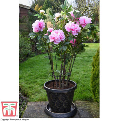 Medium Peony Frame Outdoor Heavy Duty Herbaceous Garden Plant