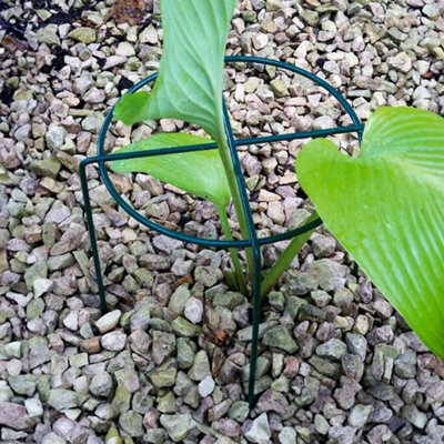 Medium Simple Ring Plant Supports (Pack of 4) - Bare Metal/Ready to ...