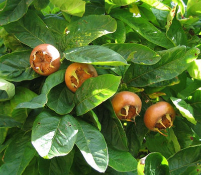 Medlar Nottingham Fruit Tree UK Hardy 56ft Supplied in a 7.5 Litre Pot
