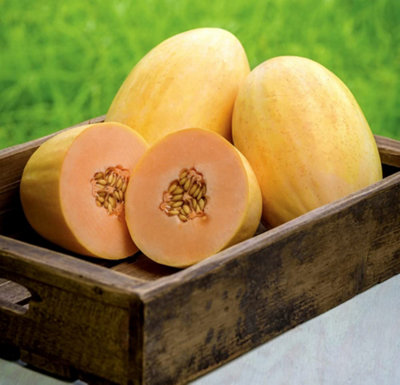 Melon Mangomel F1 1 Seed Packet