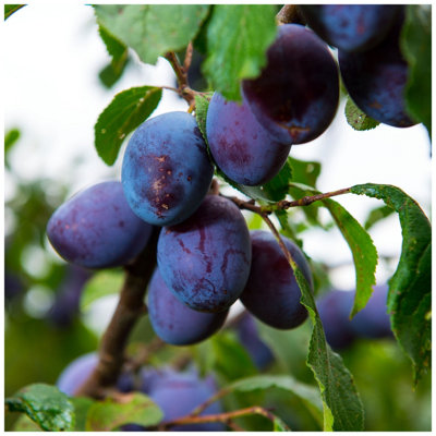 Merryweather Damson Tree 4-5 ft, in a 6L Pot, Self-Fertile & Heavy ...