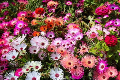 Mesembryanthemum Livingstone Daisy Flower Seeds (Approx. 1600 seeds) by Jamieson Brothers