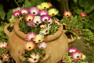 Mesembryanthemum Livingstone Daisy Flower Seeds (Approx. 1600 seeds) by Jamieson Brothers - 3