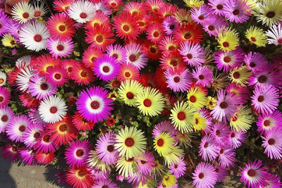 Mesembryanthemum Livingstone Daisy Flower Seeds (Approx. 1600 seeds) by Jamieson Brothers - 4