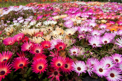 Mesembryanthemum Livingstone Daisy Flower Seeds (Approx. 1600 seeds) by Jamieson Brothers - 6