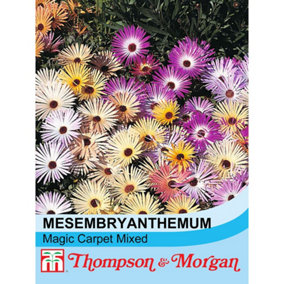 Mesembryanthemum Magic Carpet Mixed 1 Seed Packet (2000 Seeds)