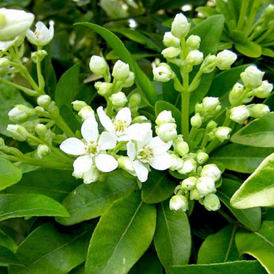 Mexican Orange Blossom / Choisya 'Ternata Sundance' in 2L Pot