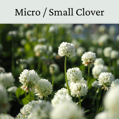 Micro Clover Seed for Lawn UK - 100% Small Leaf White Clover - Over ...