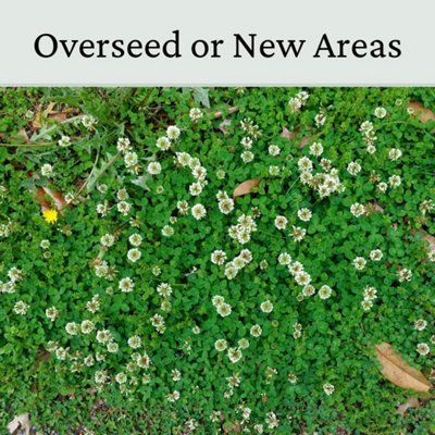 Micro Clover Seed for Lawn UK - 100% Small Leaf White Clover - Over Seeding or New Areas - 150g Pack Covers 15-30m²
