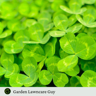 Micro Clover Seed for Lawn UK - 100% Small Leaf White Clover