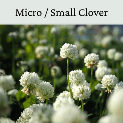 Micro Clover Seed for Lawn UK - 100% Small Leaf White Clover - Over Seeding or New Areas - 1kg Pack Covers 100-200m²