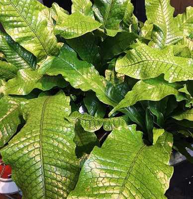 Microsorum Crocodyllus Fern - Crocodile Fern in 12cm Pot - Easy to Maintain - 4