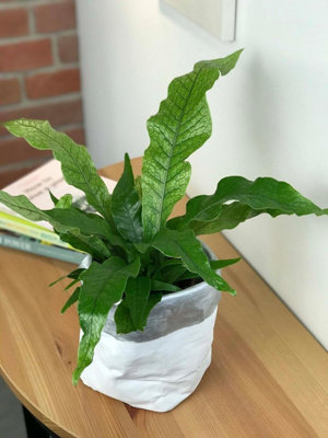 Microsorum Crocodyllus Fern - Crocodile Fern in 12cm Pot - Easy to Maintain - 5