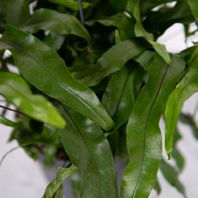 Microsorum Diversifolium - Australian Fan Fern - Trailing Houseplant ...