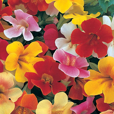 Mimulus Magic Mixed Colourful Flowering Garden Ready Bedding Plants 6 Pack - 4
