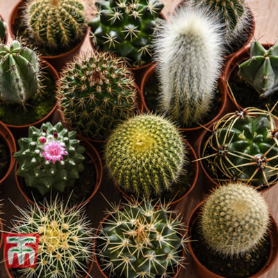Mini Cactus Collection Houseplants - 10 plants