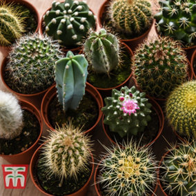 Mini Cactus Collection Houseplants  - 3 plants