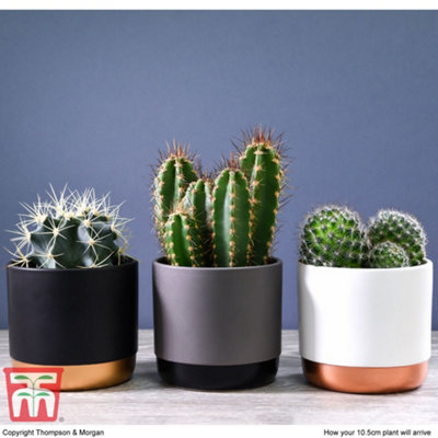 Mini Cactus Collection Houseplants  - 3 plants