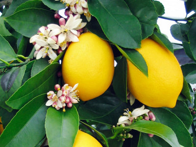 Mini Citrus Lemon Tree in Hessian Gift Wrap - Indoor Plant with Edible Lemons - 4