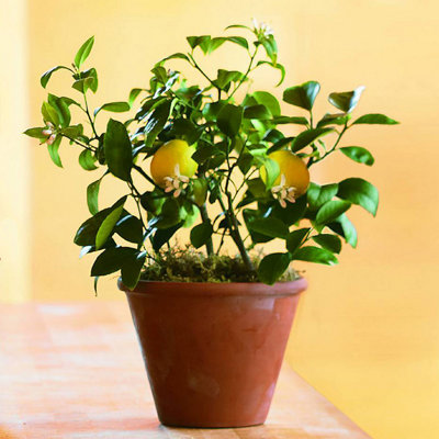 Mini Citrus Lemon Tree in Hessian Gift Wrap - Indoor Plant with Edible Lemons - 6